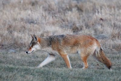 Following its Nose