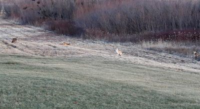Coyote Club