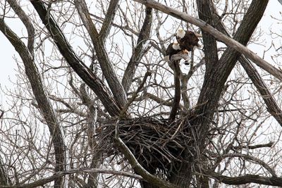 Big Nest