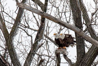 Two on a Branch