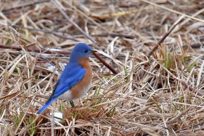 Beautiful Blue