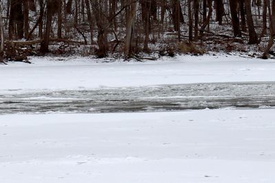Frigid Fox