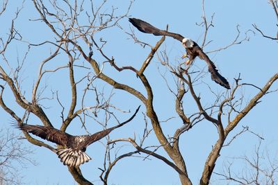 Annoyed Eagle