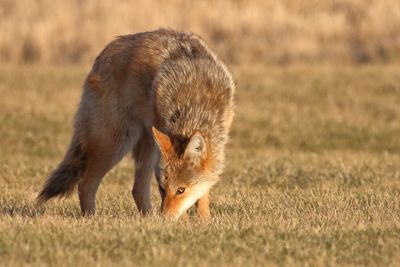 Sniff Test