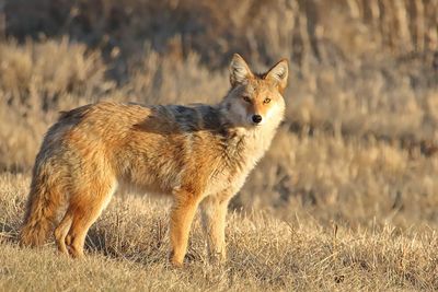 Curious Coyote