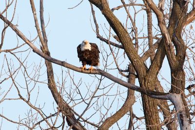 Perched Above