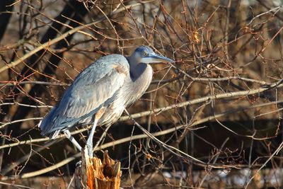 River Watcher