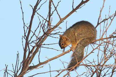 Looking for a Meal