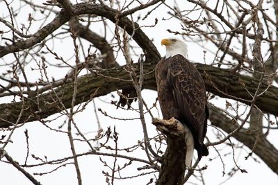 Eagle at Ease