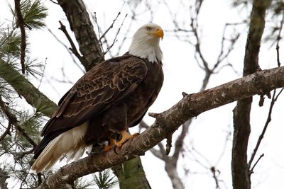 Impressive Bird