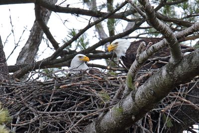 Nesting Near