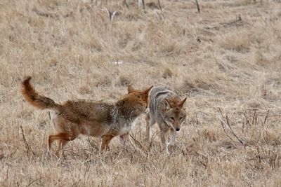 Two Coyotes