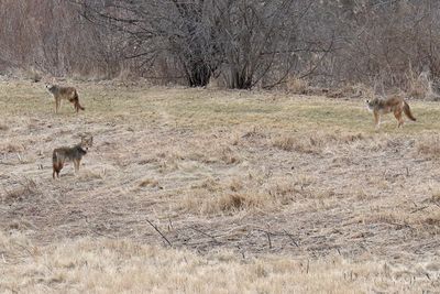 Coyote Family