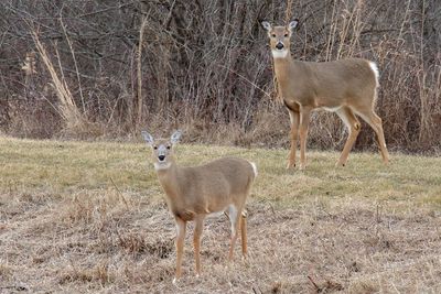 Doe Duo