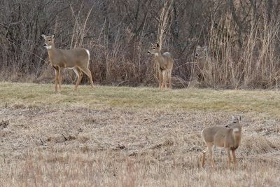 Keeping Their Distance