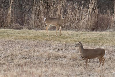 Deer Out in the Open