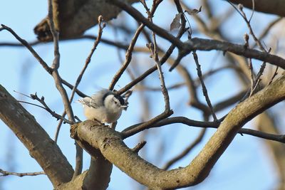 Little Chickadee