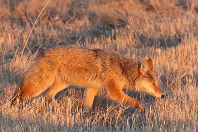 Following Its Nose