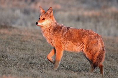 Cautious Coyote 