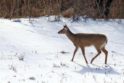 Trekking Through the Snow