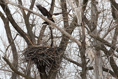 Maybe Mating