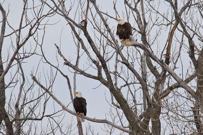 Eagles at Ease