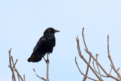 Crow Caw
