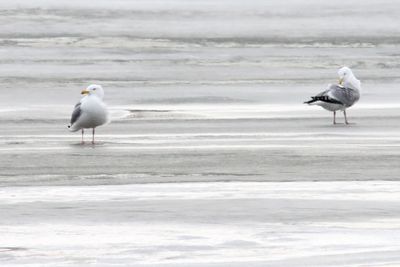 Gulls on Ice