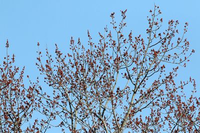 Sensing Spring