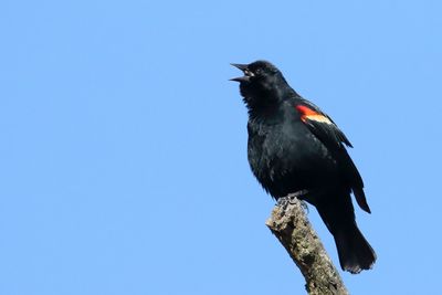 Spring Song