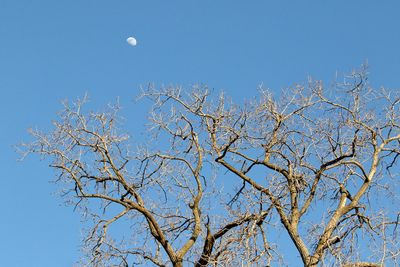 March Moon