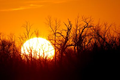 Behind the Treeline