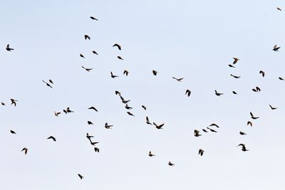 Bunch of Blackbirds