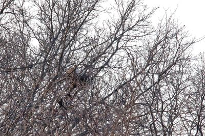 Hawk Home