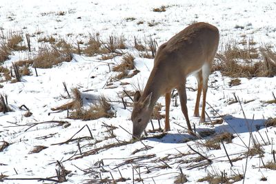 Feeding in the Snow