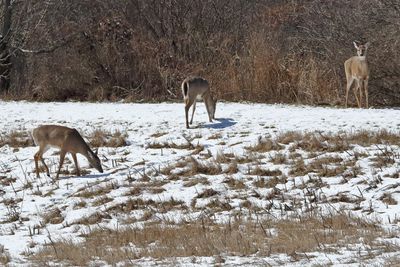 Deer Dining