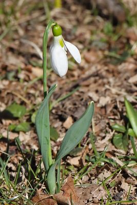 Spring Sprout