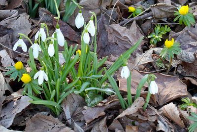 Early Blooms