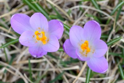 Spring Flowers