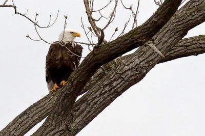 Near the Nest