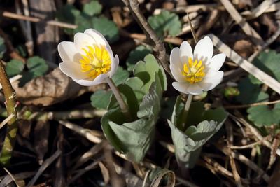Spring Flowers