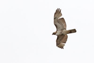Soaring in Circles