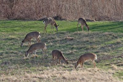 Salad Buffet