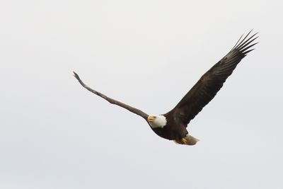 Wings