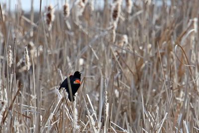 Calling from the Cattails