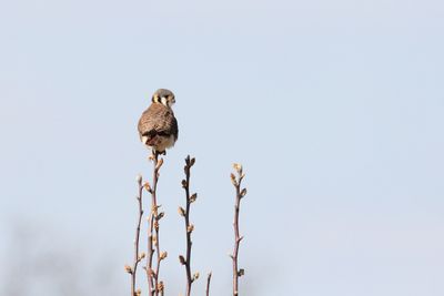 Small Falcon