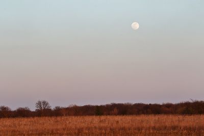 Gibbous Rising
