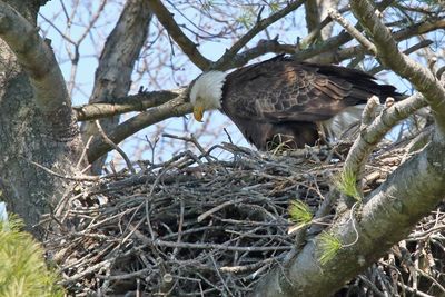 Maybe Eaglets
