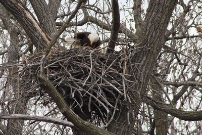 Something in the Nest