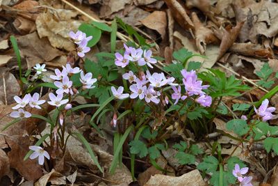 Spring Has Sprung